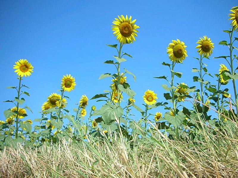 Helianthus annuus / Girasole comune